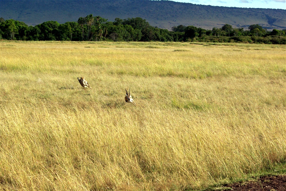 The Chase