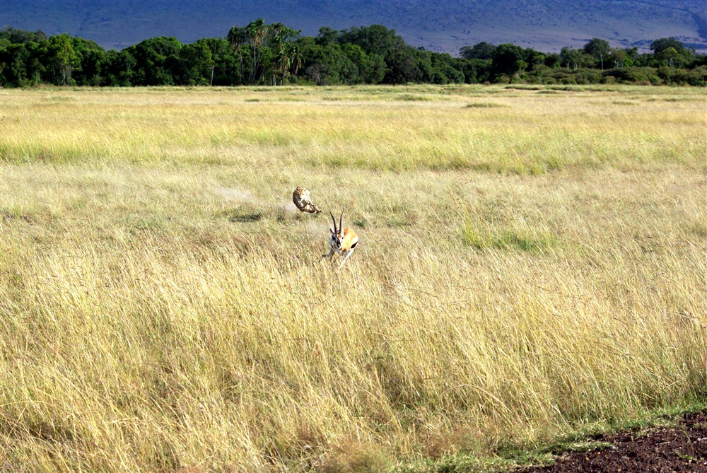 The Chase