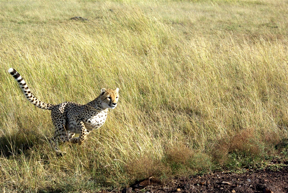 The Chase