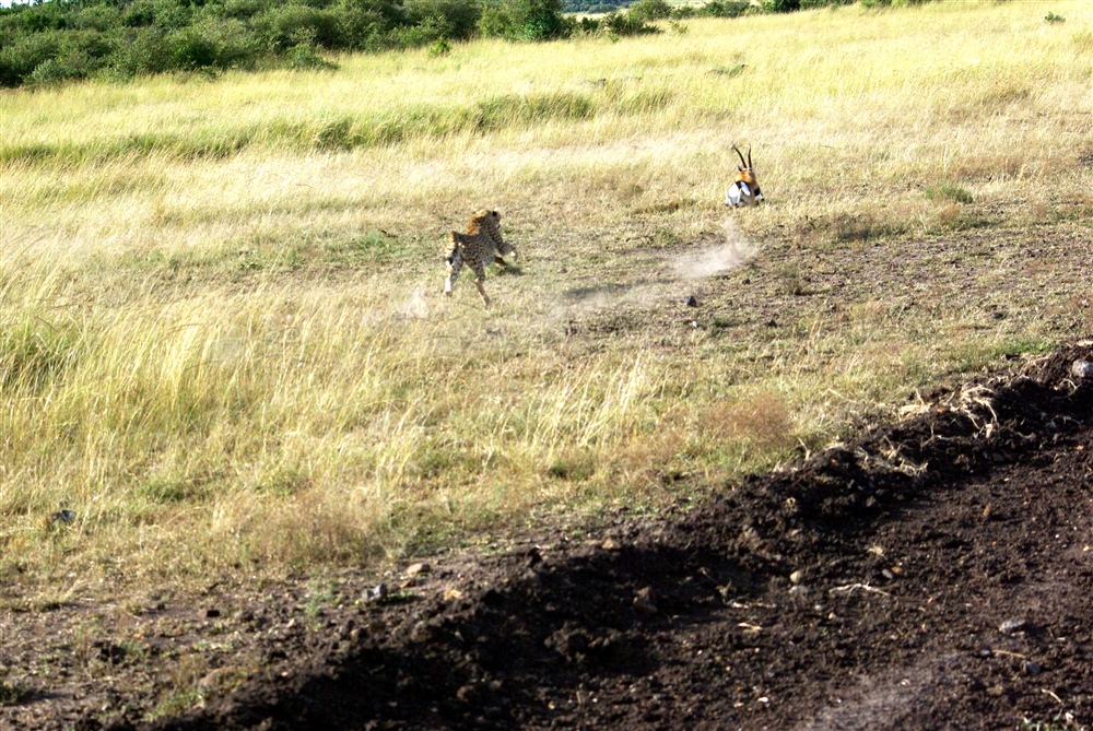 The Chase