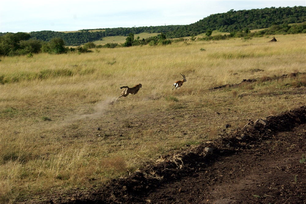 The Chase