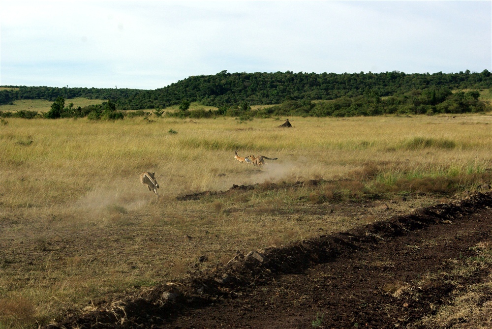 The Chase