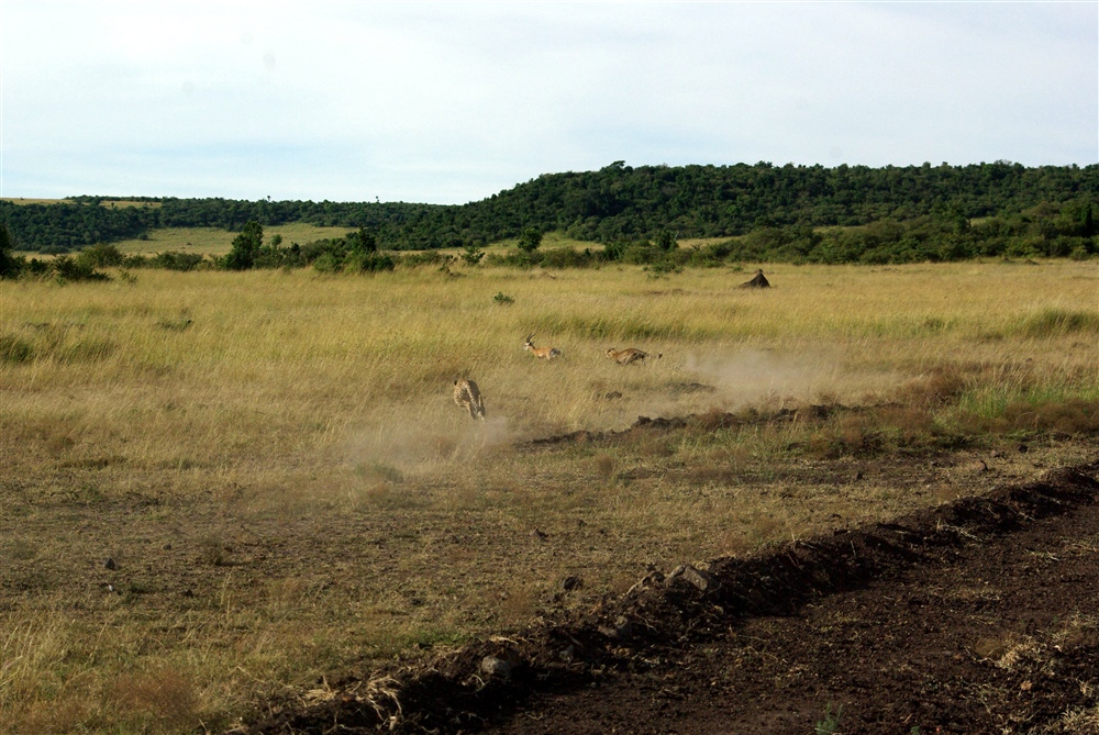 The Chase