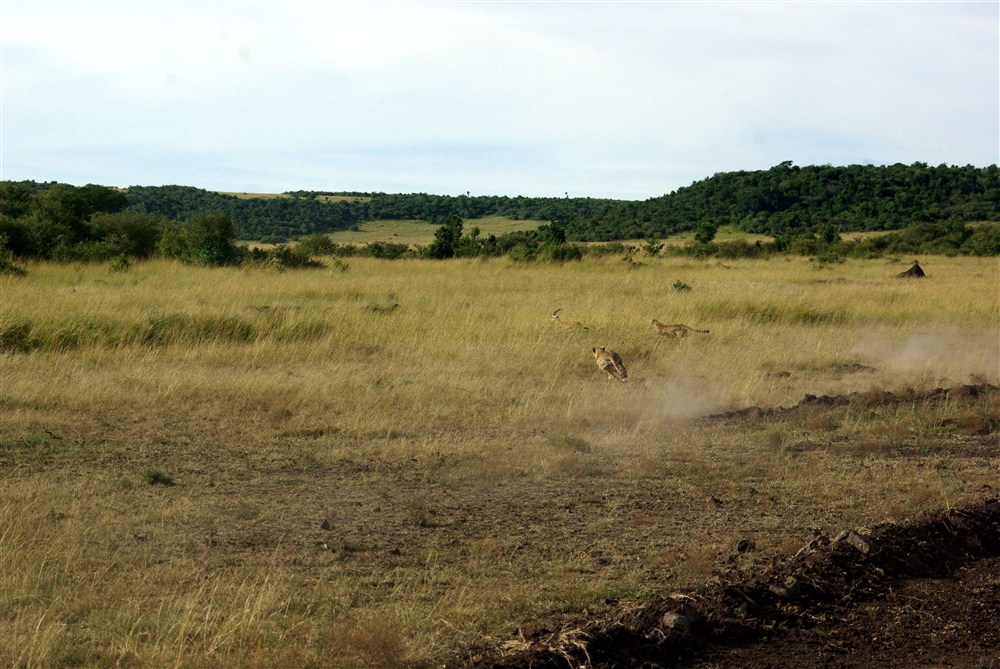 The Chase