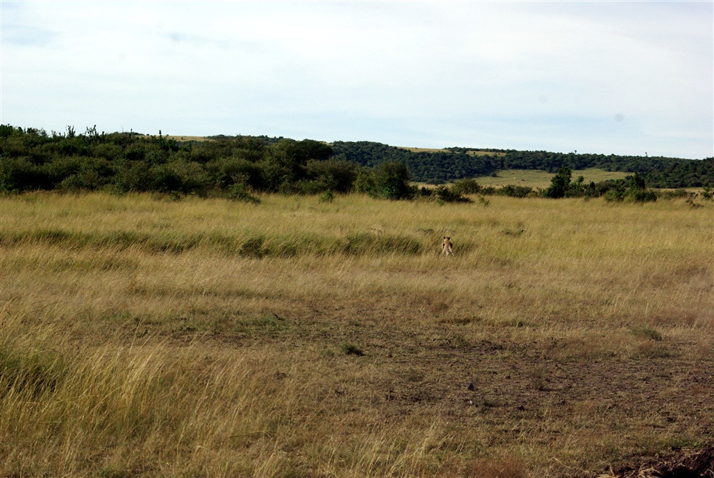 The Chase