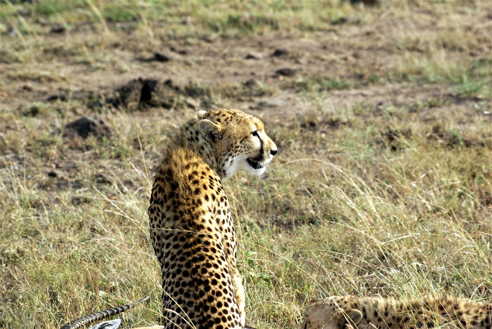 The Chase