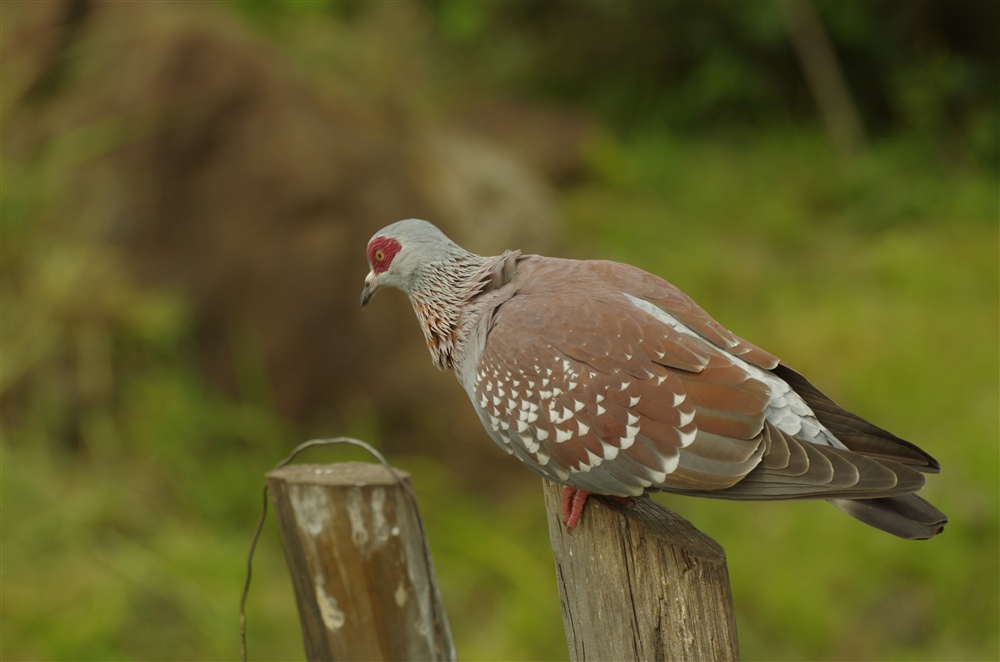 Speckled Pigeon