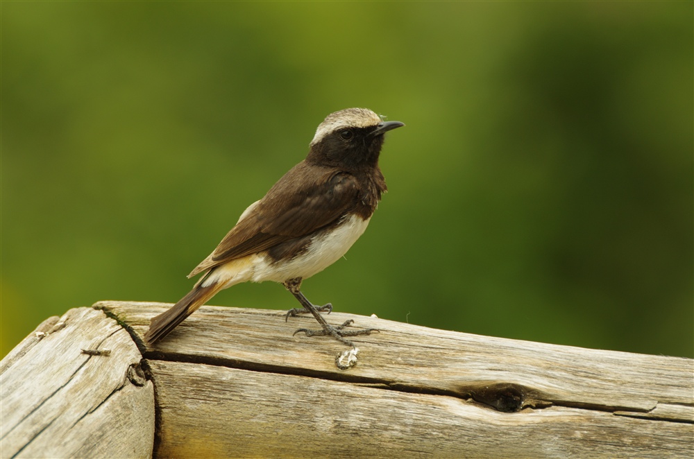 Schalow's Wheatear