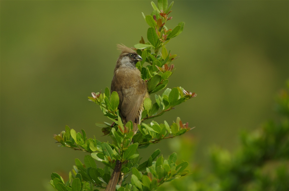 Speckled Mousebird