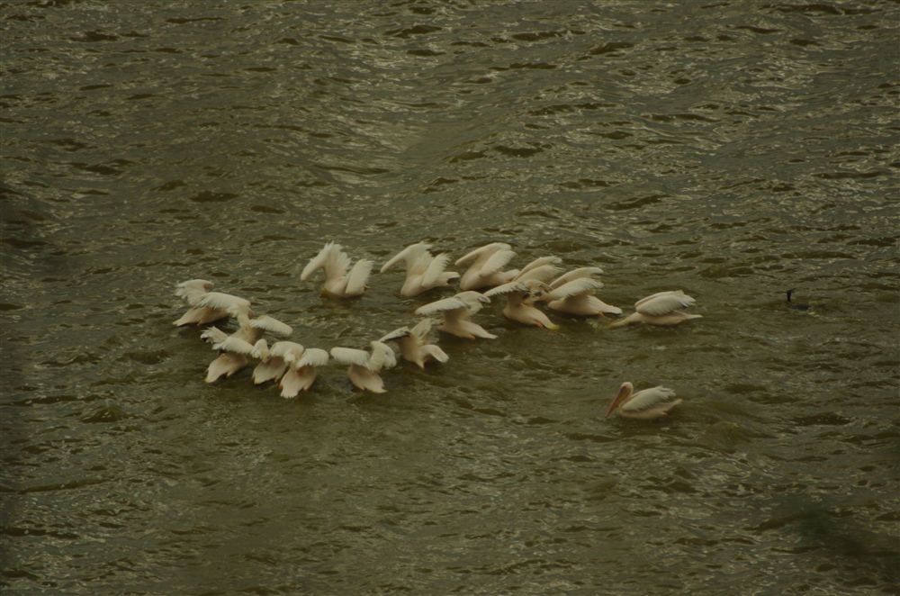 Great White Pelican