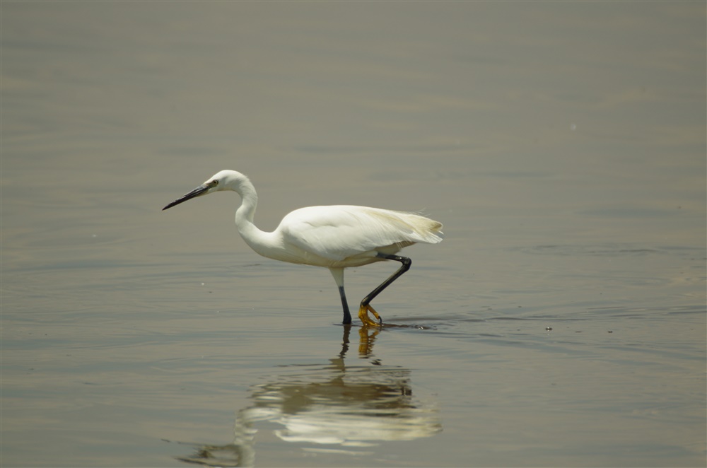 Little Egret