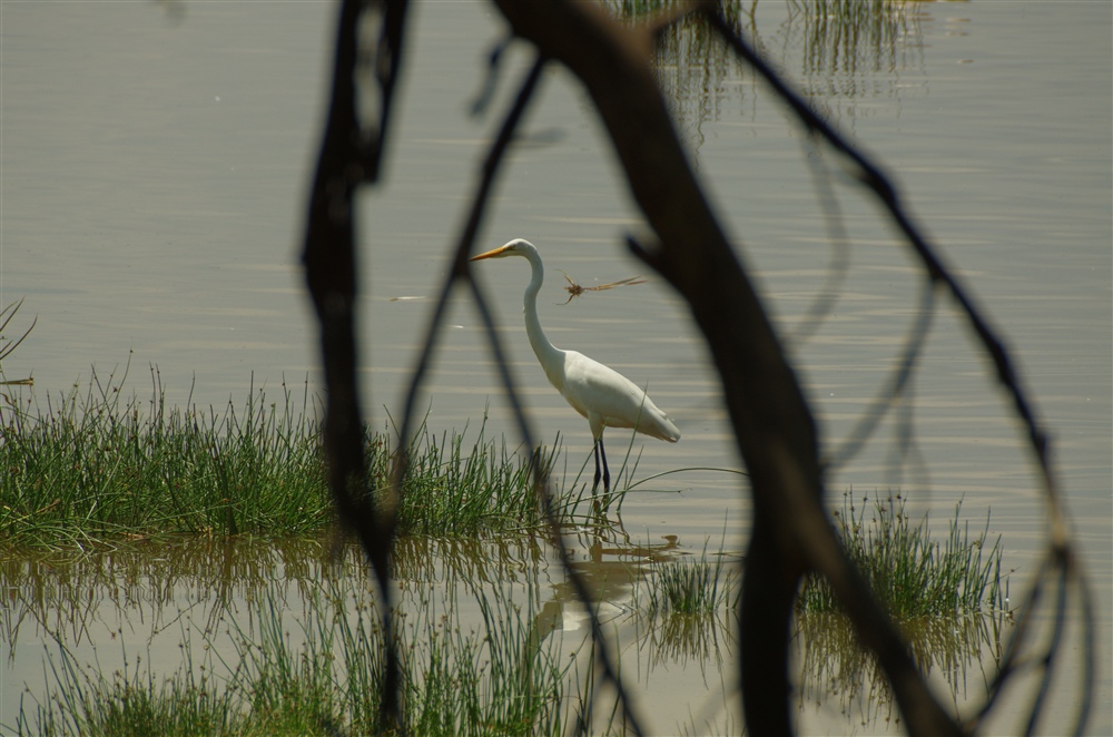 Great Egret