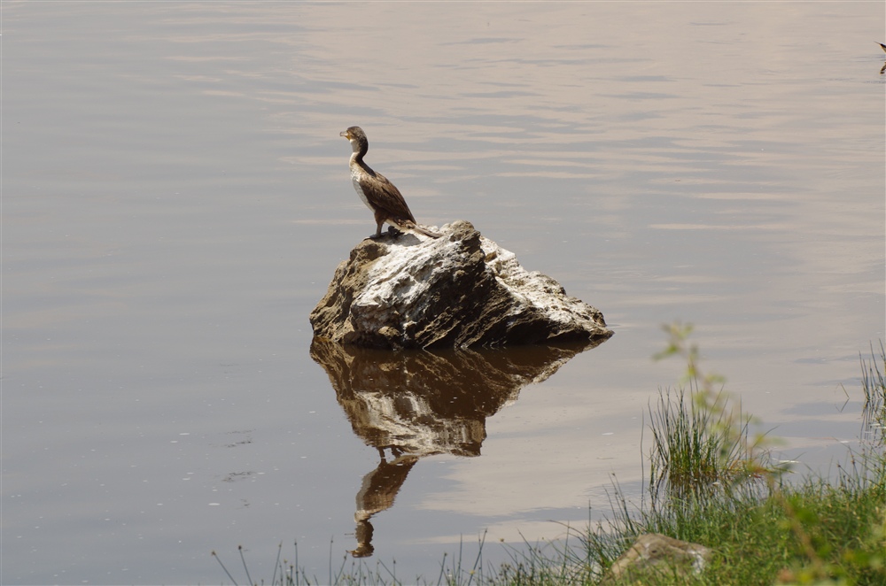 Long-tailed Cormorant