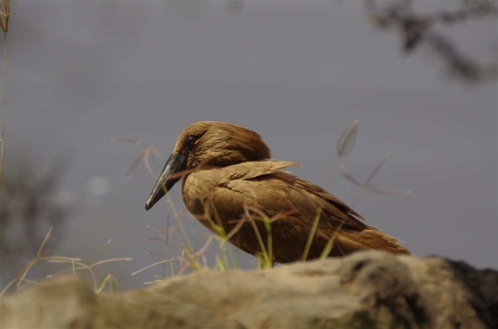 Hamerkop