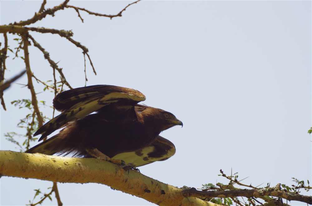 Long-crested Eagle