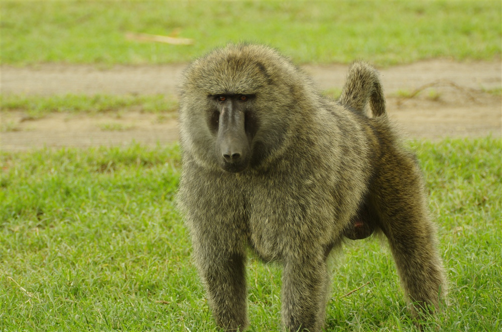 Baboon