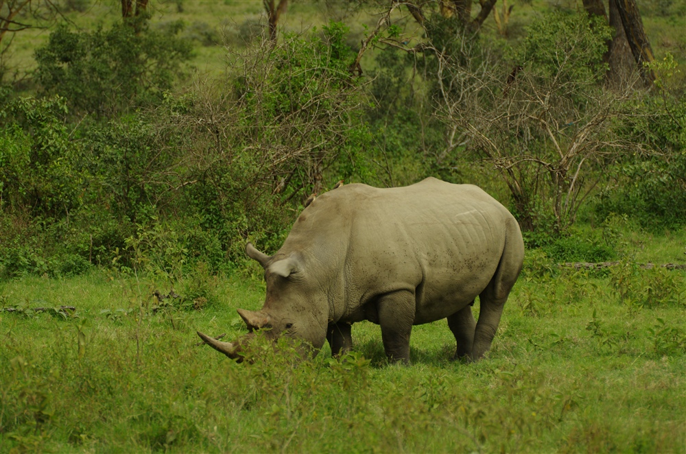 White Rhinoceros