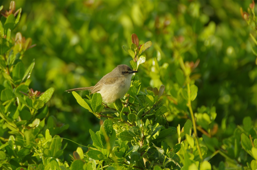 Tawny-flanked Prinia