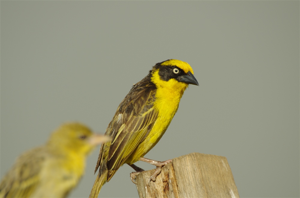 Baglafecht Weaver