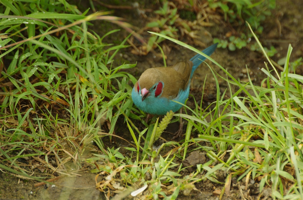 Red-cheeked Cordon-bleu