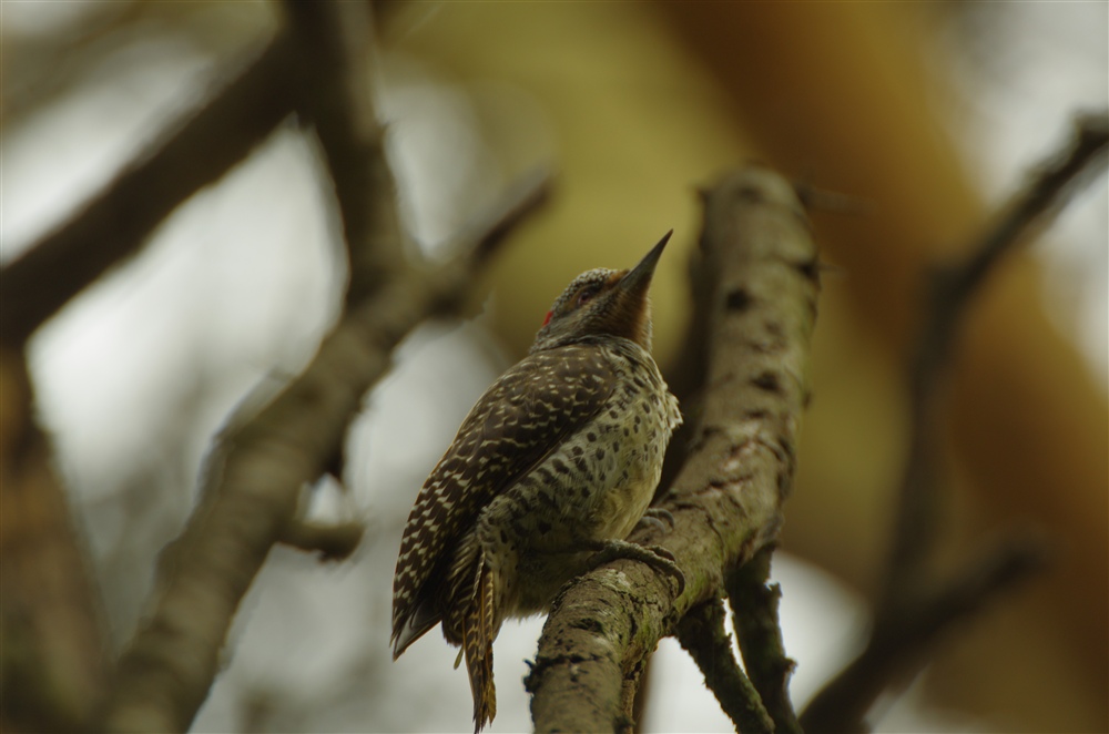 Nubian Woodpecker