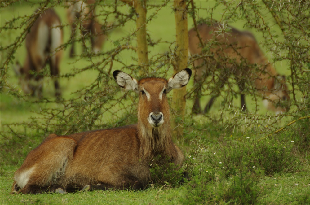 Waterbuck