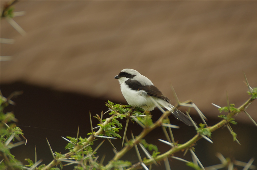 Grey-backed Fiscal