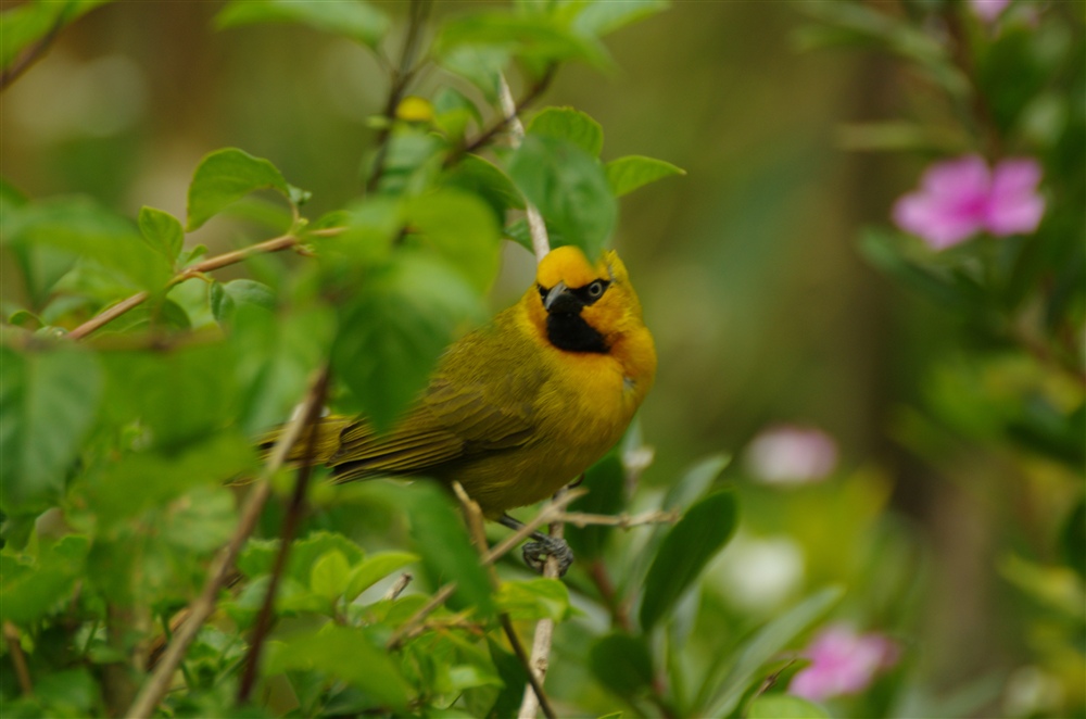 Spectacled Weaver