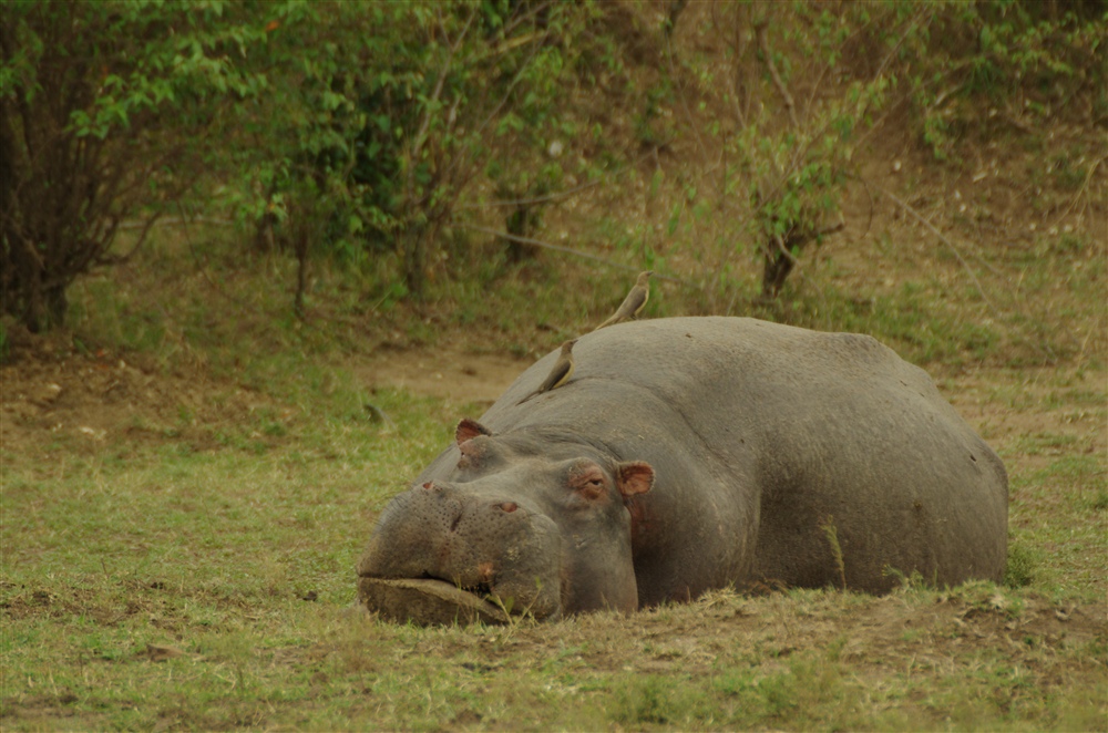 Hippopotamus