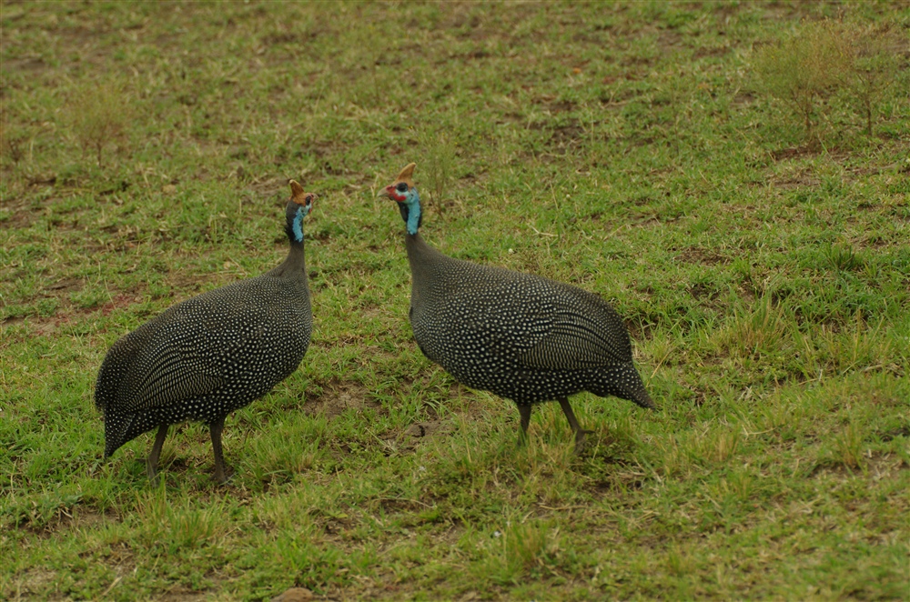 Helmeted Guineafowl