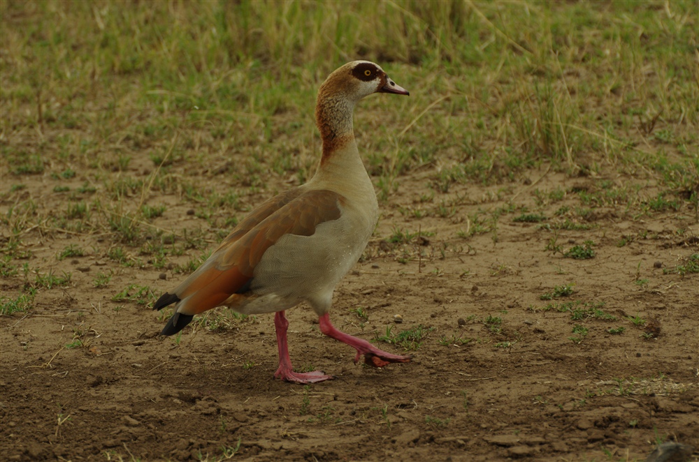 Egyptian Goose