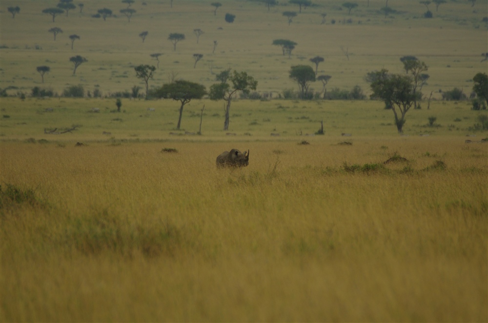 Black Rhinoceros