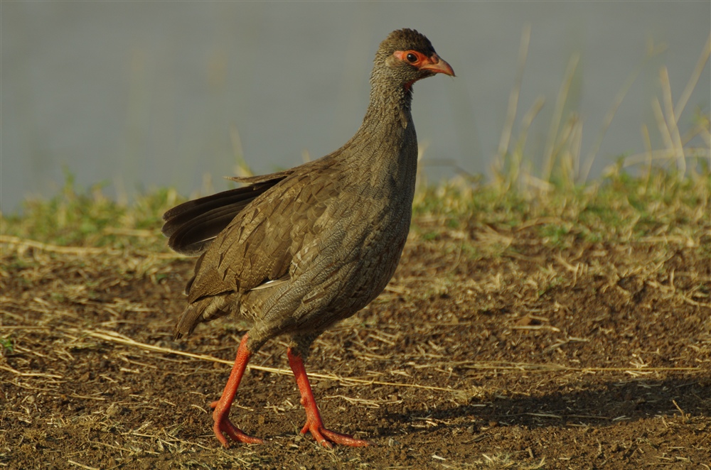 Red-necked Spurfowl