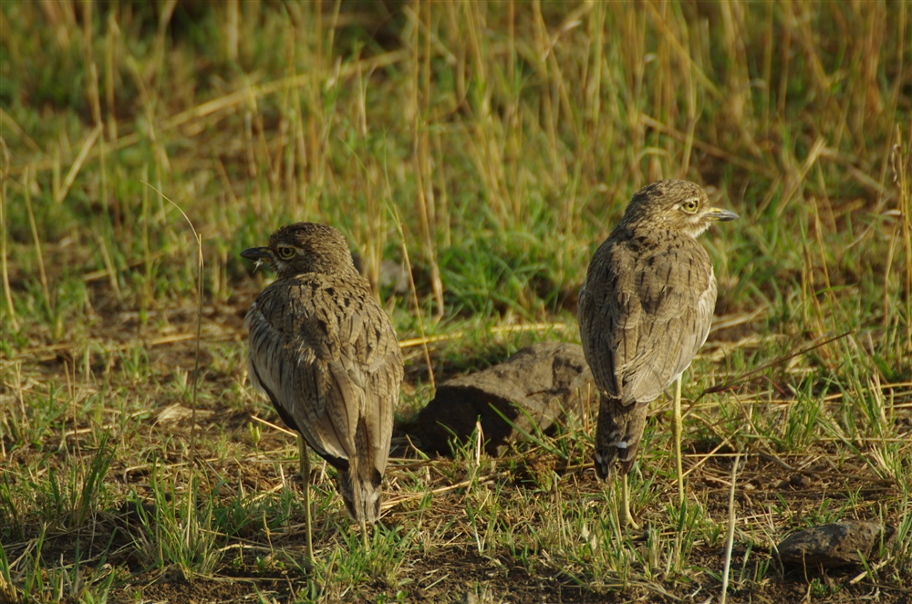 Water Thick-knee