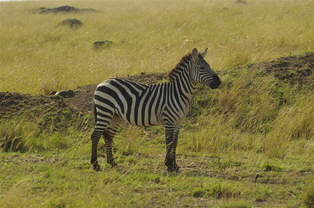 Common Zebra