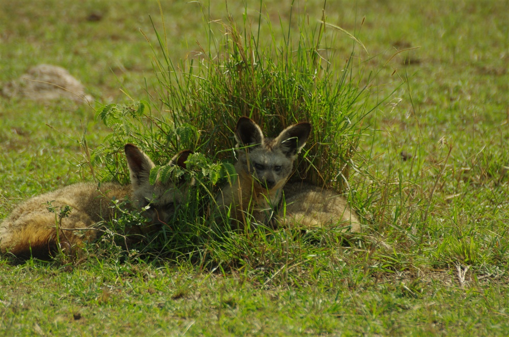 Bat-eared Fox