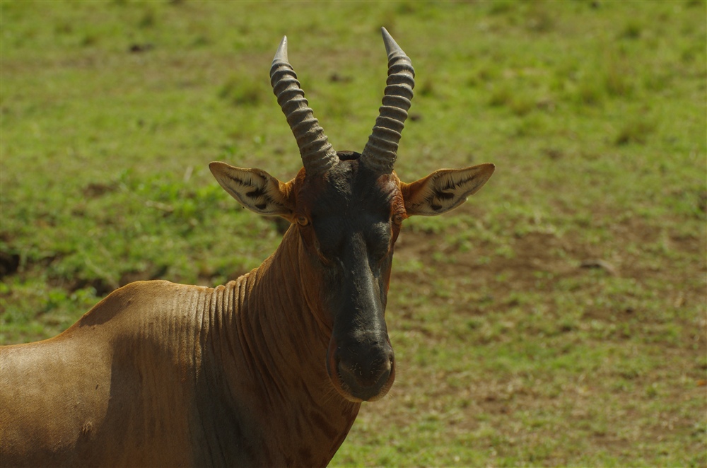 Topi