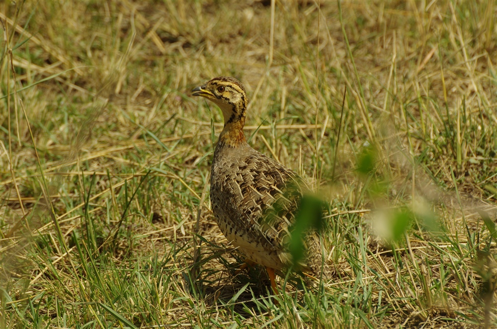 Coqui Francolin