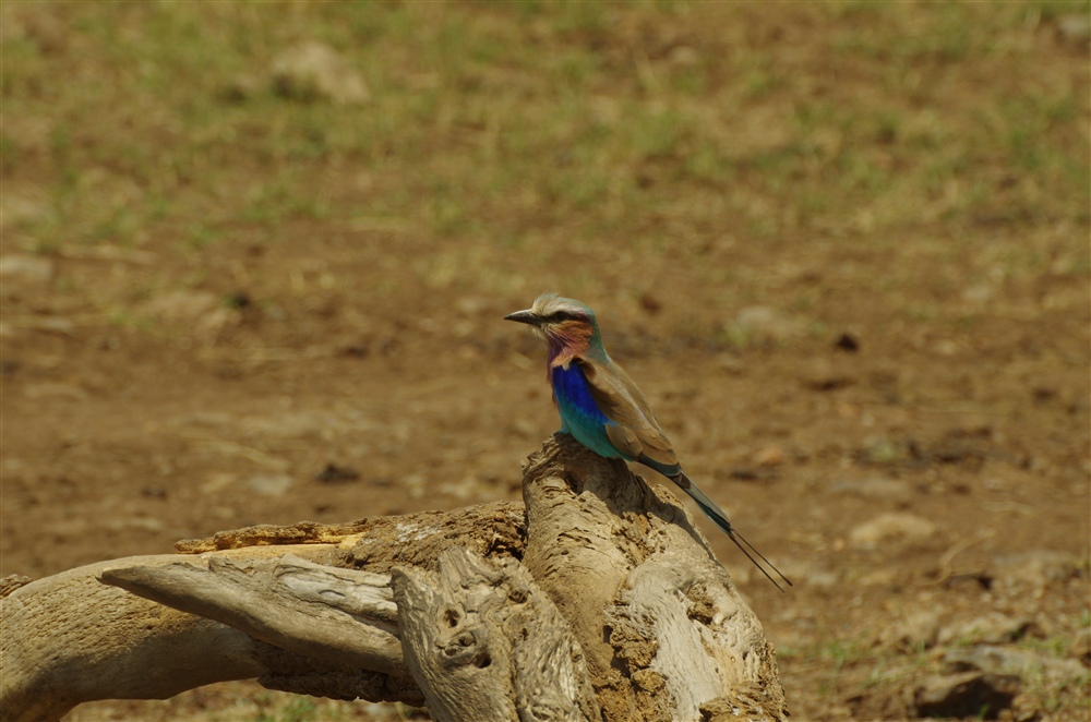 Lilac Breasted Roller