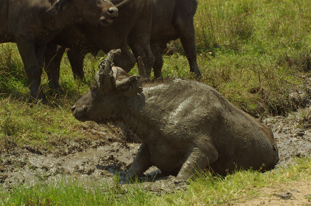 African Buffalo