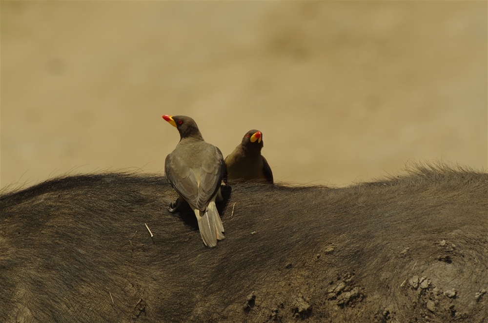 Yellow-billed Ox-pecker