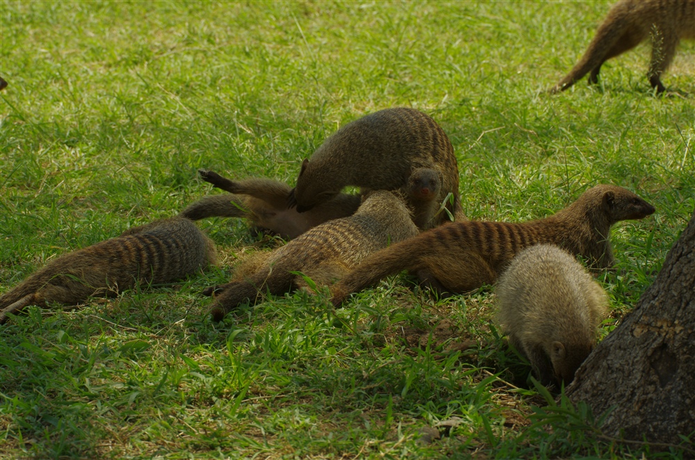 Banded Mongoose