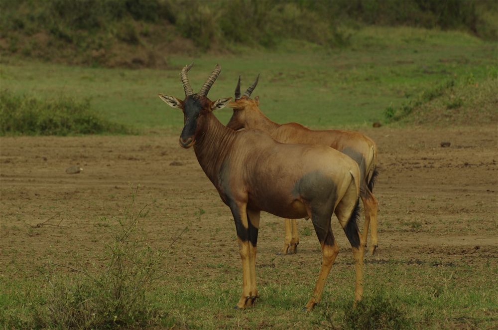 Topi