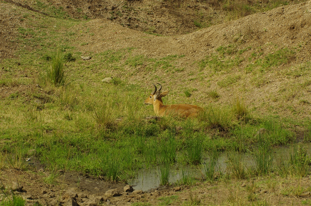 Reed Buck