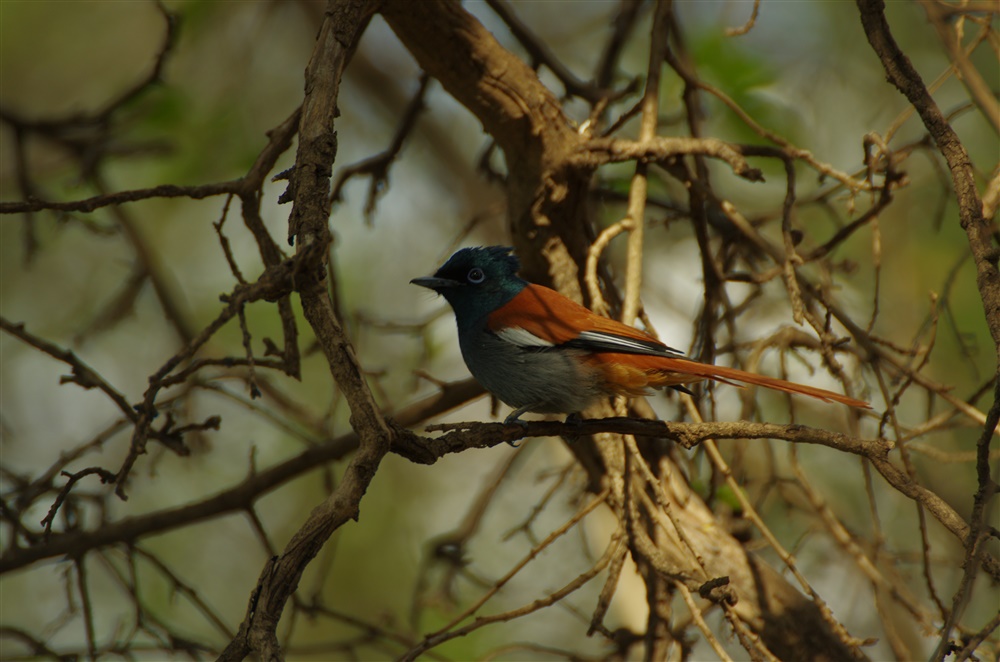 African Paradise Flycatcher