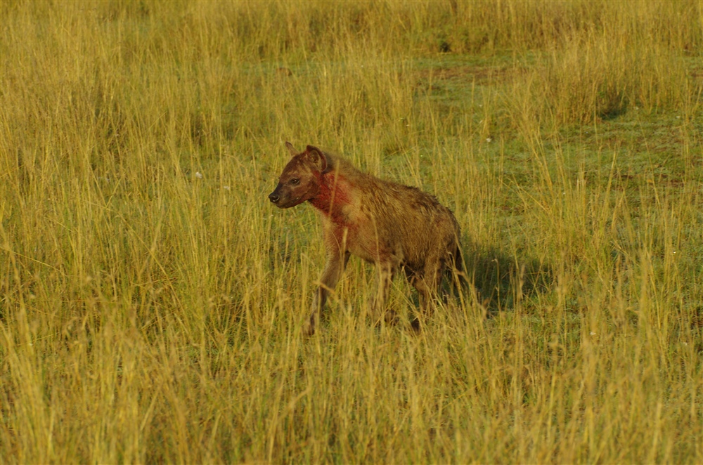 Spotted Hyena