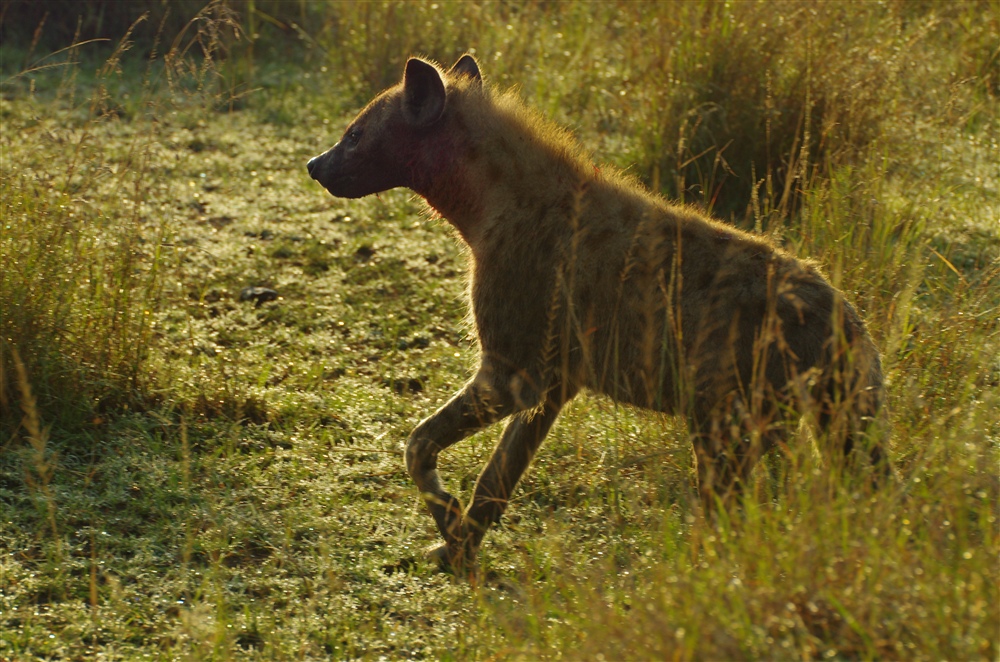 Spotted Hyena