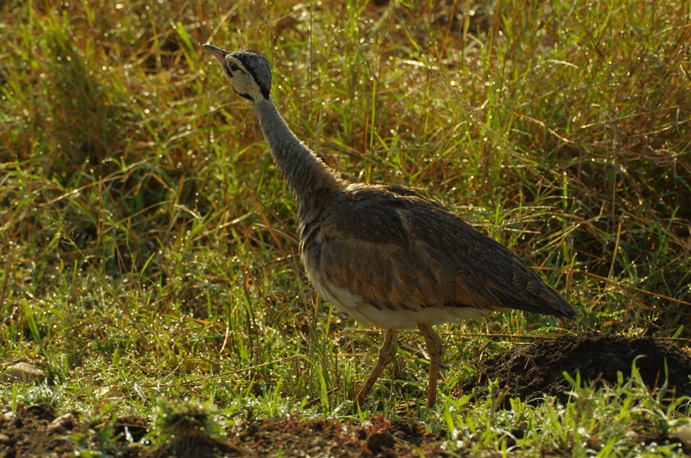 White-bellied Bustard