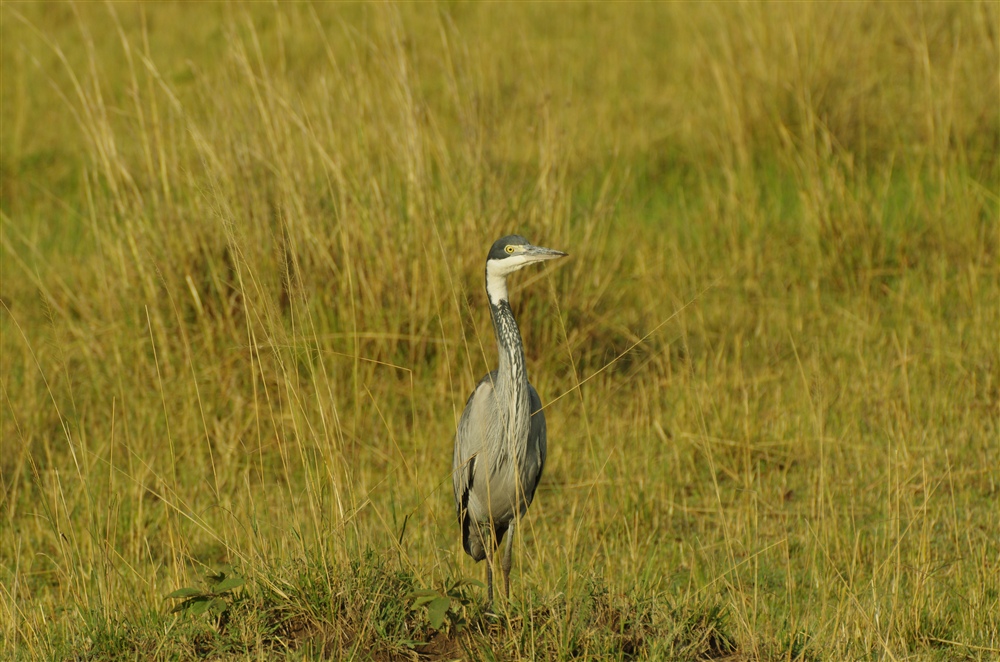 Black-headed Heron