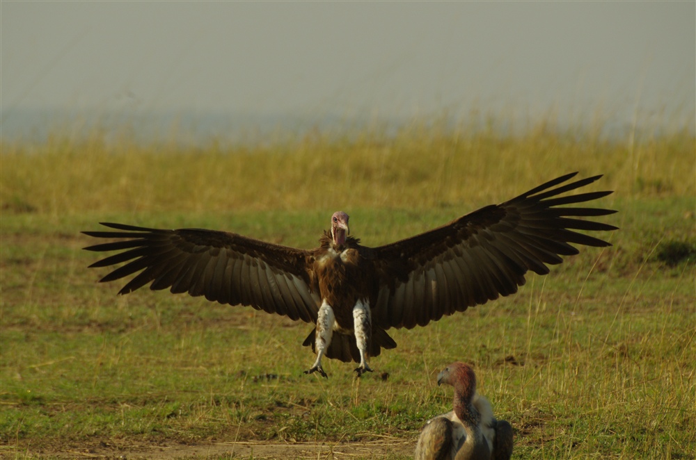 Lappet-faced Vulture